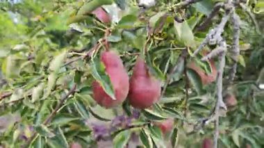 Bir dalda lezzetli armutlar. Ağaçtaki kırmızı armutlar. Dalların üzerinde kahverengi armutlar. Ağaç meyvesi Doğal yiyecek. ekolojik gıda.