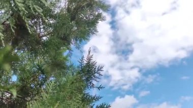 Bulutların arka planına karşı eşkıyanın yeşil dalları. Thuja dalları rüzgarda sallanıyor. Ladin dalları.