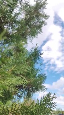 Bulutların arka planına karşı eşkıyanın yeşil dalları. Thuja dalları rüzgarda sallanıyor. Ladin dalları.