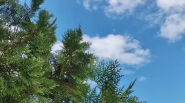 Bulutların arka planına karşı eşkıyanın yeşil dalları. Thuja dalları rüzgarda sallanıyor. Ladin dalları.