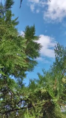 Bulutların arka planına karşı eşkıyanın yeşil dalları. Thuja dalları rüzgarda sallanıyor. Ladin dalları.