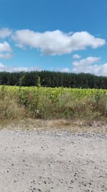 Arazi ve mavi gökyüzündeki bulutlar. Ayçiçeği tarlası. Yol, tarla ve orman. Doğa manzarası. Mavi gökyüzündeki bulutlar.