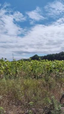 Arazi ve mavi gökyüzündeki bulutlar. Ayçiçeği tarlası. Yol, tarla ve orman. Doğa manzarası. Mavi gökyüzündeki bulutlar.