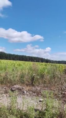 Arazi ve mavi gökyüzündeki bulutlar. Ayçiçeği tarlası. Yol, tarla ve orman. Doğa manzarası. Mavi gökyüzündeki bulutlar.