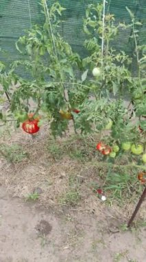 Domatesler yere. Domatesler bahçede. Domates hastalıkları. Bitki hasta. Şımarık sebze. Doğal yiyecek. ekolojik gıda.