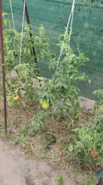 Domatesler yere. Domatesler bahçede. Domates hastalıkları. Bitki hasta. Şımarık sebze. Doğal yiyecek. ekolojik gıda.