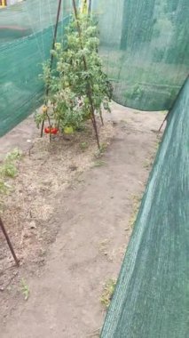 Domatesler yere. Domatesler bahçede. Domates hastalıkları. Bitki hasta. Şımarık sebze. Doğal yiyecek. ekolojik gıda.