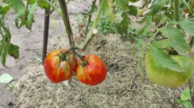 Domatesler yere. Domatesler bahçede. Domates hastalıkları. Bitki hasta. Şımarık sebze. Doğal yiyecek. ekolojik gıda.