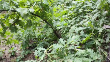 Bir dalda yeşil meşe palamudu. Genç meşe. meşe dalları ve dallar. Meşe palamutları.