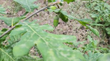 Bir dalda yeşil meşe palamudu. Genç meşe. meşe dalları ve dallar. Meşe palamutları.