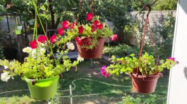 Güzel saksılarda petunyalar. Saksıdaki çiçekler. farklı saksılarda farklı petunyalar. Yaz çiçekleri. yüksek çözünürlüklü video.