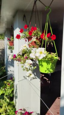 Güzel saksılarda petunyalar. Saksıdaki çiçekler. farklı saksılarda farklı petunyalar. Yaz çiçekleri. yüksek çözünürlüklü video.