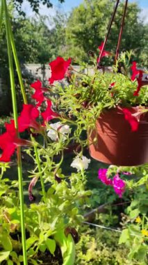 Güzel saksılarda petunyalar. Saksıdaki çiçekler. farklı saksılarda farklı petunyalar. Yaz çiçekleri. yüksek çözünürlüklü video.