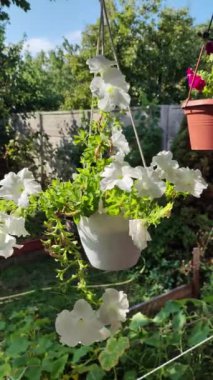 Güzel saksılarda petunyalar. Saksıdaki çiçekler. farklı saksılarda farklı petunyalar. Yaz çiçekleri. yüksek çözünürlüklü video.