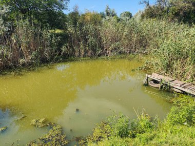 Gölde yeşil su. Bataklıkta su var. Küçük göl. Su ve yosun. taze göl.