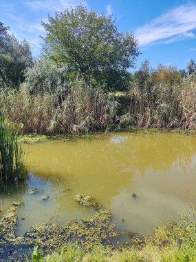 Gölde yeşil su. Bataklıkta su var. Küçük göl. Su ve yosun. taze göl.