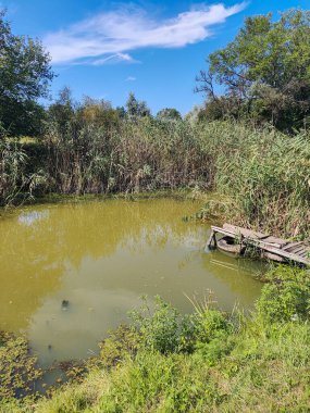 Gölde yeşil su. Bataklıkta su var. Küçük göl. Su ve yosun. taze göl.
