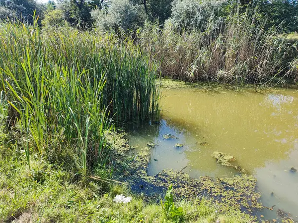 stock image green water in the lake. water in the swamp. small lake. water with algae. fresh lake.