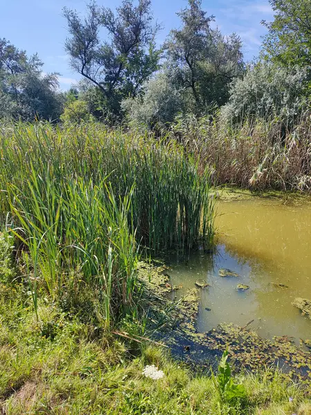 Gölde yeşil su. Bataklıkta su var. Küçük göl. Su ve yosun. taze göl.