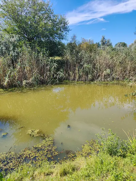 stock image green water in the lake. water in the swamp. small lake. water with algae. fresh lake.