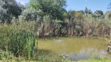 Gölde yeşil su. Bataklıkta su var. Küçük göl. Su ve yosun. taze göl.