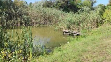 Gölde yeşil su. Bataklıkta su var. Küçük göl. Su ve yosun. taze göl.