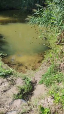 Gölde yeşil su. Bataklıkta su var. Küçük göl. Su ve yosun. taze göl.