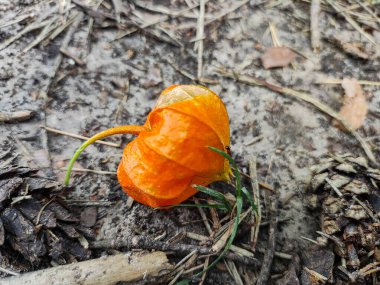 Birinin elinde Ciplukan 