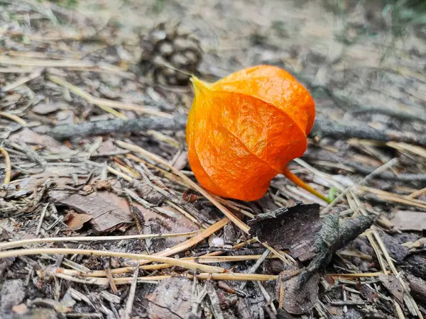 Birinin elinde Ciplukan 