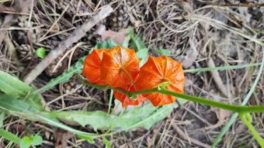 Birinin elinde Ciplukan 