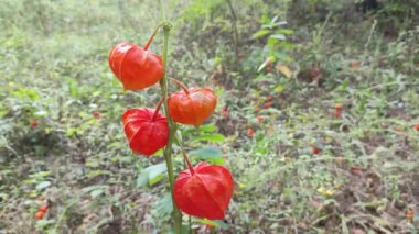 Birinin elinde Ciplukan 