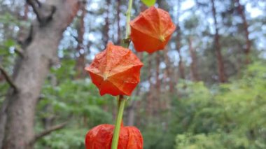 Birinin elinde Ciplukan 