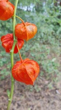 Birinin elinde Ciplukan 