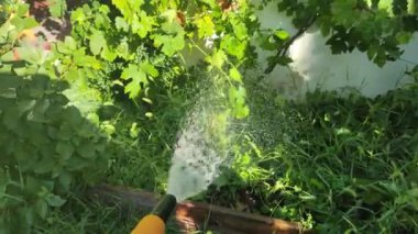 Sebze sulayan bir adam. Birinci şahıs videosu. Mavi sebze bahçesi. Evde yiyecek yetiştiriyorum. Ev bahçesi. Sulama hortumu elimde. Su borudan akıyor..
