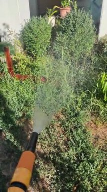 Sebze sulayan bir adam. Birinci şahıs videosu. Mavi sebze bahçesi. Evde yiyecek yetiştiriyorum. Ev bahçesi. Sulama hortumu elimde. Su borudan akıyor..