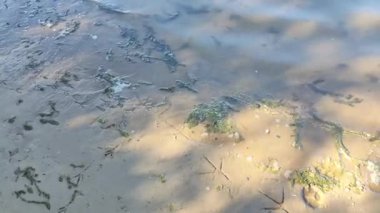 Kumda pençe izleri var. Kumda kuş pençesi izleri var. Memeli pençe izleri. Kum ve su. Nehir kıyısı.