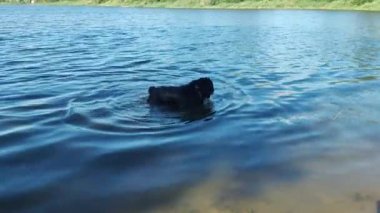 Nehirde yıkanan köpek. Sudaki büyük siyah köpek. Siyah Teriyer. Büyük siyah, ıslak, tüylü köpek..