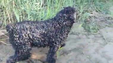 Nehirde yıkanan köpek. Sudaki büyük siyah köpek. Siyah Teriyer. Büyük siyah, ıslak, tüylü köpek..