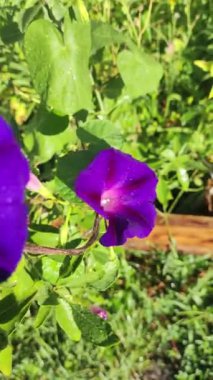 mor çan çiçeği. Mavi çiçek. Rüzgarda çan çalıyor. yaz parlak çiçekleri.