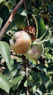 Yazın elma dalına yağmur damlaları damlayan olgun yeşil bir elma. Çevre dostu meyvelerin yetiştirilmesi. Elma topluyorum..
