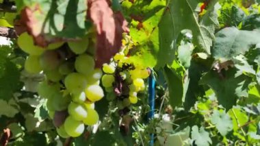 Bir demet üzüm. Asma üzüm bağında parlak güneş ışığıyla çekilmiş bir sürü beyaz şarap. Yerel çiftlikte güneşte olgunlaşmış dallardaki üzümler pazarda tatlı ve olgun üzümler satıyor..