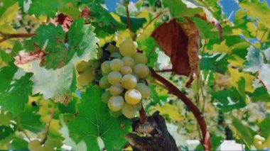 Bir demet üzüm. Asma üzüm bağında parlak güneş ışığıyla çekilmiş bir sürü beyaz şarap. Yerel çiftlikte güneşte olgunlaşmış dallardaki üzümler pazarda tatlı ve olgun üzümler satıyor..