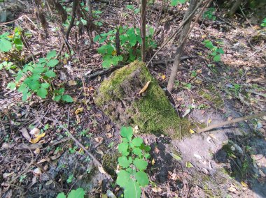 Bir kütükte yosun. Orman zemininin dingin güzelliği yemyeşil yosunlarla kaplıdır, yukarıdaki gölgelikten süzülen güneş ışığıyla hafifçe aydınlatılır. Güzel orman doğası
