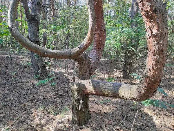 stock image crooked tree. tree with unusual branches. unusual pine. crooked pine branches. strange forest.