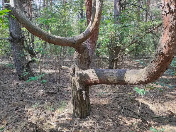 stock image crooked tree. tree with unusual branches. unusual pine. crooked pine branches. strange forest.