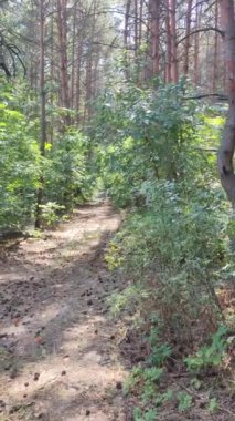 Yol mesafeye kadar uzanıyor. Yazın ağaçlarla çevrili bir parkta, mesafeye giden yol. Arabadan Pov.