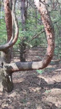 Eğri ağaç. Sıra dışı dalları olan bir ağaç. Sıra dışı çam. Eğri çam dalları. garip orman.