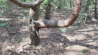 Eğri ağaç. Sıra dışı dalları olan bir ağaç. Sıra dışı çam. Eğri çam dalları. garip orman.