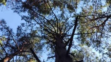 Çam ve köknar ağaçları ormanlarının altına bakarak dönüyor ve dönüyor. Uzun sekoya ağaçlarının altında dönüyor. Ormana bakıyorum. Çam ve çam ağaçları vahşi ormandaki doğal kaynaklar..