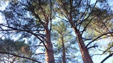 Çam ve köknar ağaçları ormanlarının altına bakarak dönüyor ve dönüyor. Uzun sekoya ağaçlarının altında dönüyor. Ormana bakıyorum. Çam ve çam ağaçları vahşi ormandaki doğal kaynaklar..